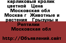 карликовый кролик  цветной › Цена ­ 500 - Московская обл., Москва г. Животные и растения » Грызуны и Рептилии   . Московская обл.